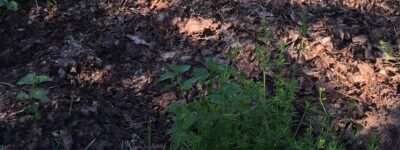 ÖKOTOP-GARTENKURS IM MAI