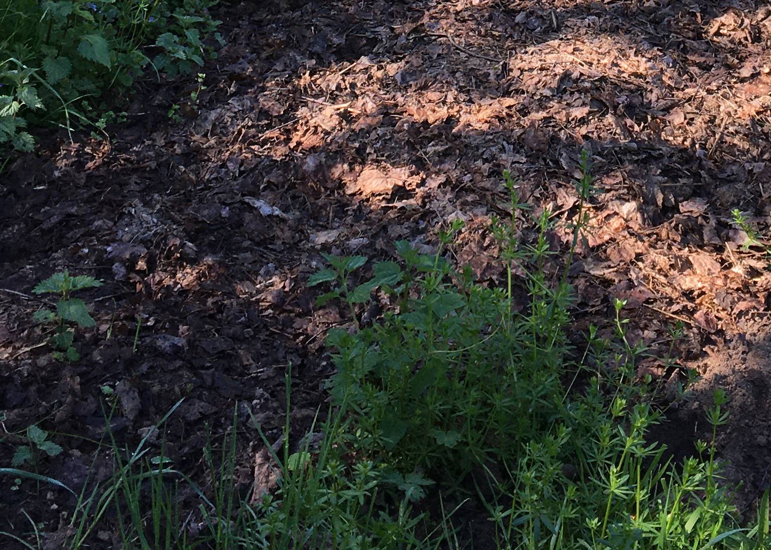 Du betrachtest gerade ÖKOTOP-GARTENKURS IM MAI
