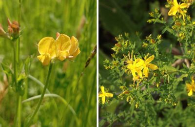 WILDBLUMEN BESTIMMEN IM ÖKOTOP