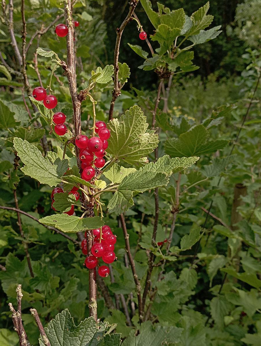 Read more about the article Kurs: Vegetative Vermehrung von Pflanzen